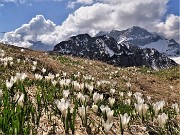 31 Al Monte Campo Crocus vernus bianchi con vista su Corno Branchino-Corna Piana - Pizzo Arera